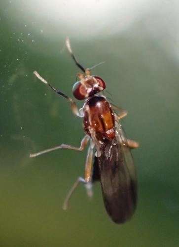Clusiodes verticalis